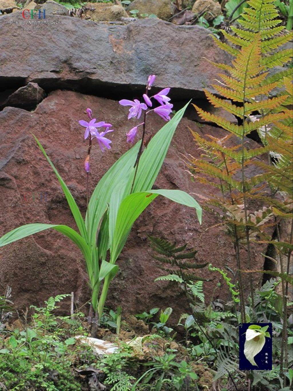  p>白及属是 a target="_blank" href="/item/兰科">兰科 /a>下的一个