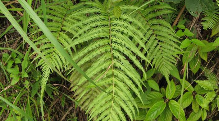  p>溪边假毛蕨( a target="_blank" href="/item/学名/8074290" data