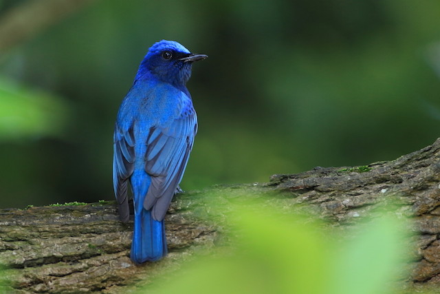 雄鸟头顶钴蓝色或钴青蓝色,其余上体紫蓝色或青蓝色,两翅和尾黑褐色