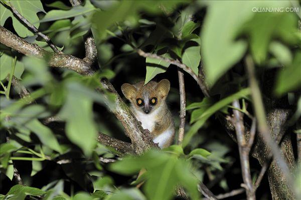  p>鼠狐猴(学名: i>cheirogaleus major /i>),体长167-264毫米,是一种