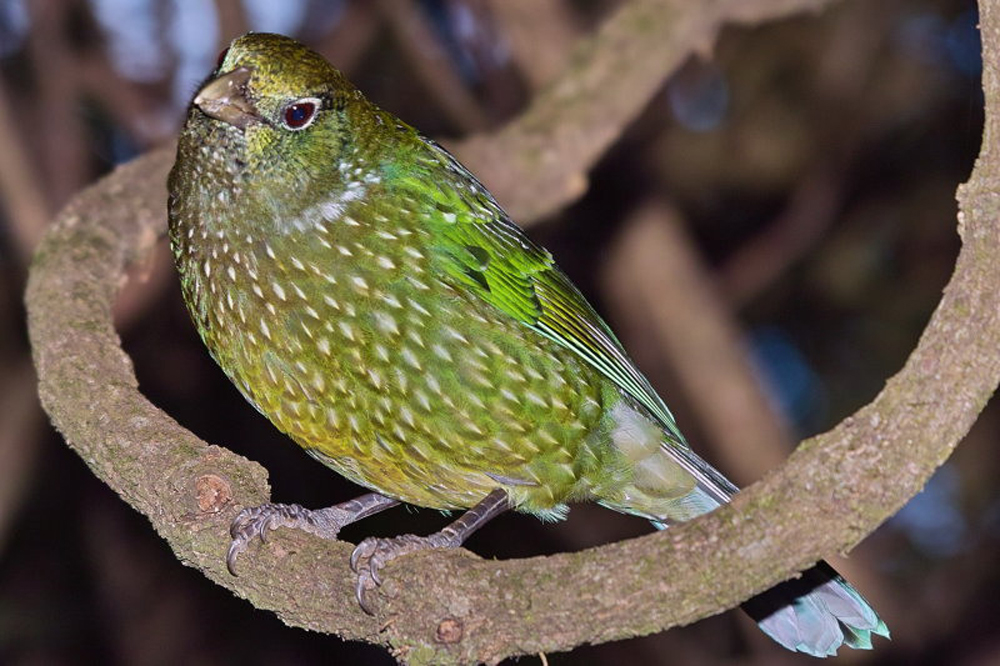 ailuroedus crassirostris