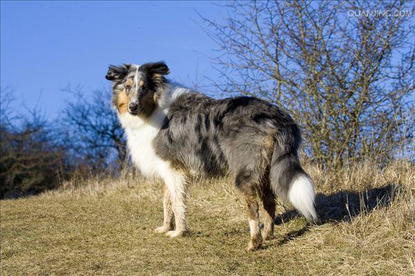  p>牧羊犬是人们赋予专职放牧类犬的一个总称,不是一个单独品种,"家族