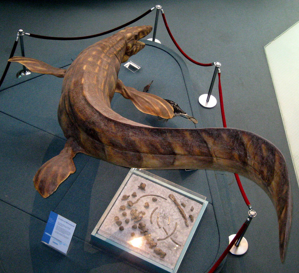 埃及发现4300万年前半水生鲸鱼化石，埃及发现4300万年前半水生鲸鱼化石是真的吗