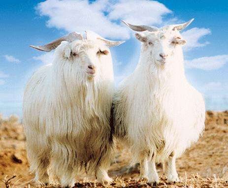  p>巴彦淖尔二狼山白绒山羊,内蒙古自治区巴彦淖尔市 a target="