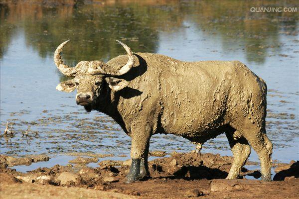 水牛英文,英文 p>水牛(学名:bubalus bubalus,英文名称:asian buffalo)也叫印度水牛