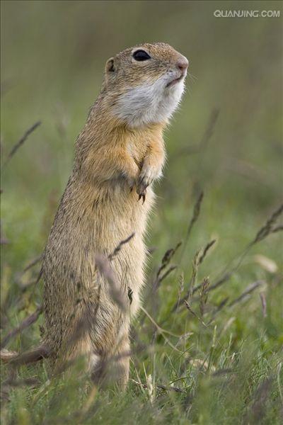 dauricus /i>)别名黄鼠,蒙古黄鼠,草原黄鼠,豆鼠子,大眼贼,属于啮齿