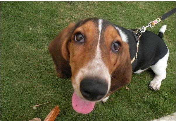 basset hound
