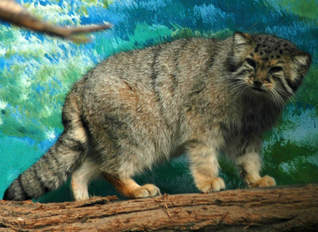 otocolobus manul manul