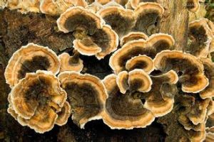  p>有些为木材腐朽菌,有些在 a href="#" data-lemmaid="5931813">