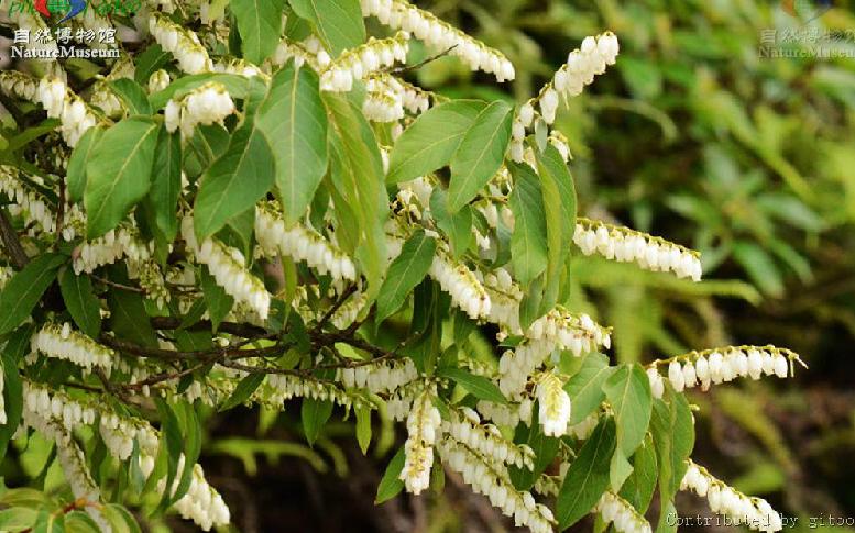 p>毛果珍珠花(学名:lyonia ovalifolia (wall.) drude var.