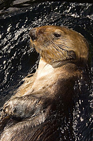  p>海獭(学名: i>enhydra lutris /i>), a target="_blank" href="