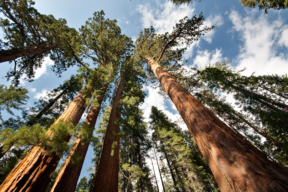  p>马里波萨谷巨杉林(mariposa grove),位于美国加州约塞米蒂国家公园