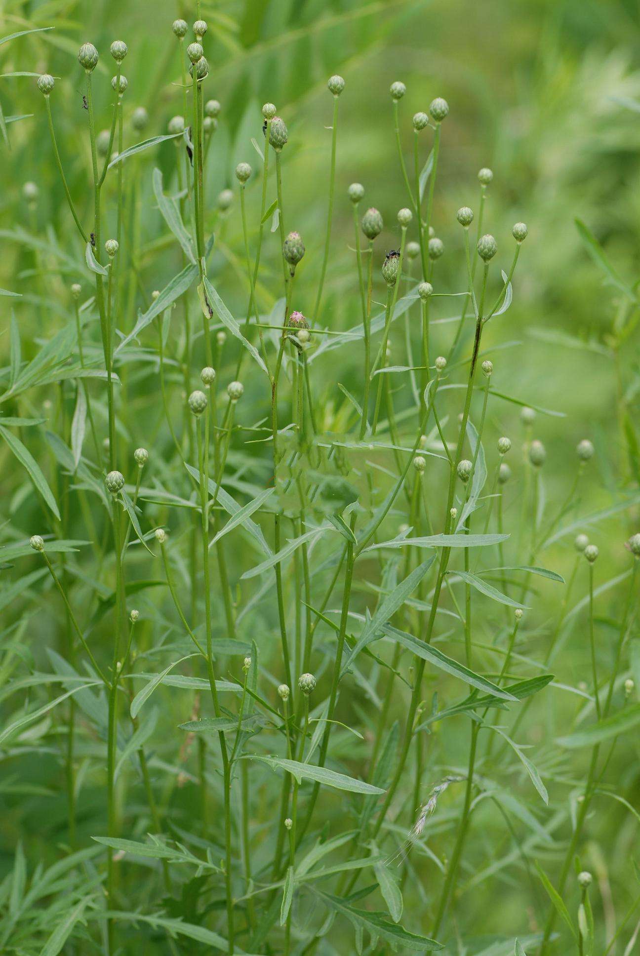  p>柳叶菜风毛菊是 a target="_blank" href="/item/桔梗目/6759545"