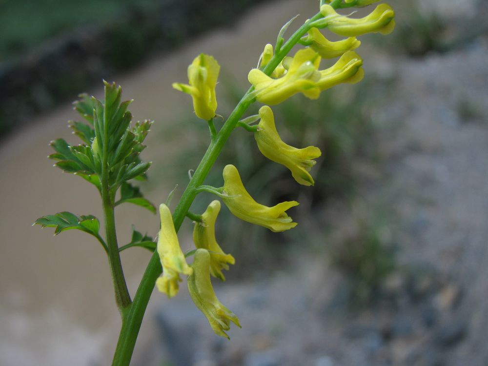 corydalis kingdonis airy-shaw