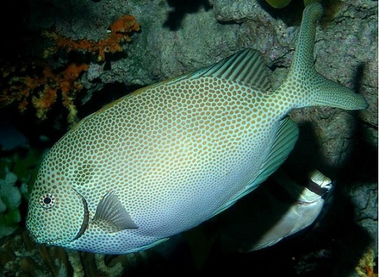  p>斑蓝子鱼,金点蓝子鱼    /p> p>拉丁学名:  siganus punctatus    