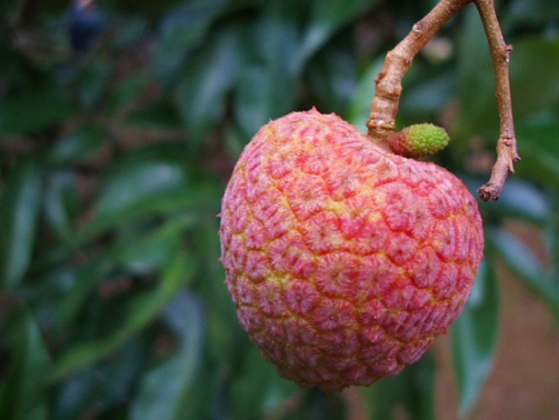 挂绿荔枝_百度百科