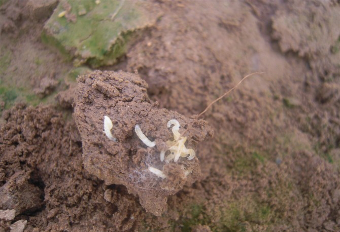 又称根蛆.分布在各国,危害作物种类多.