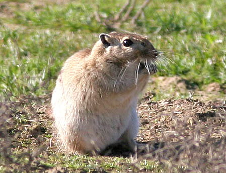  p>子午沙鼠(学名: i>meriones meridianus  /i>pallas)别名黄耗子,黄