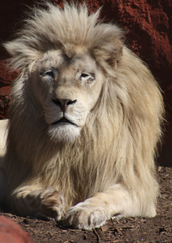 panthera leo krugeri