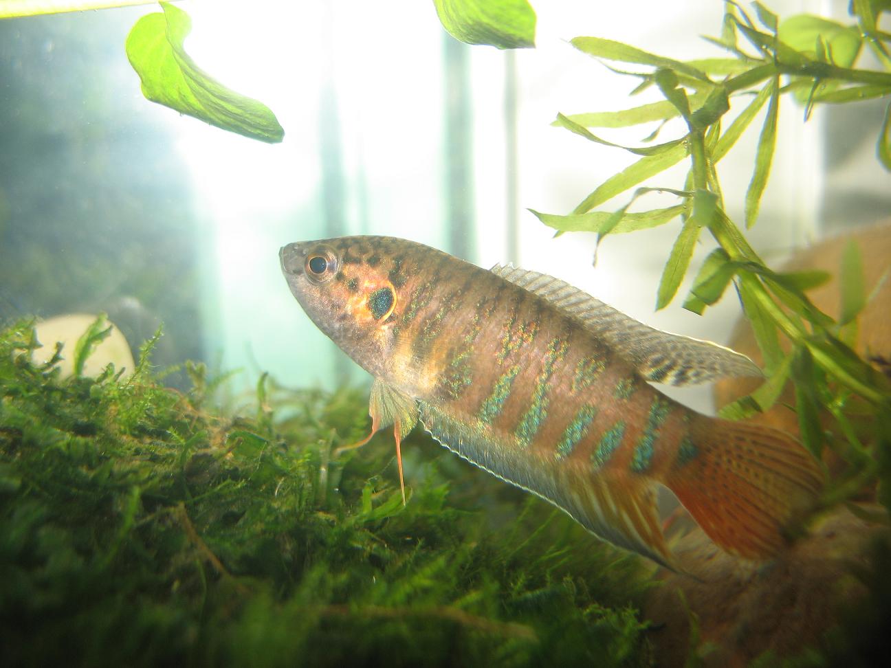 data-lemmaid="526353">安徽省 /a>皖南山区地方特有鱼类,也是安徽省