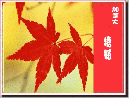 <p>加拿大国花 糖槭