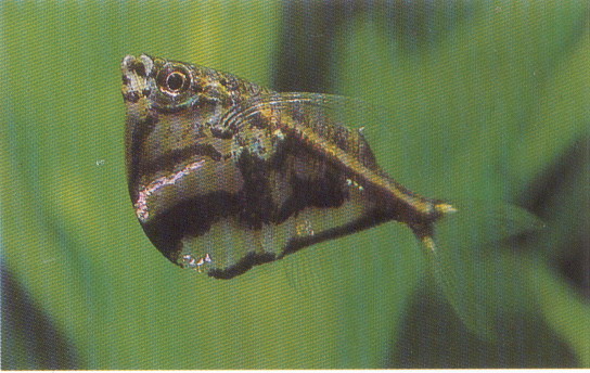  p>云石燕子国内也称阴阳燕子,而实际上,这两种是同属同科同种但采集