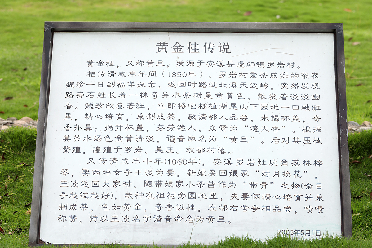  p>黄金桂原产于安溪虎邱罗岩村,是 a href="#" data-lemmaid="1072">