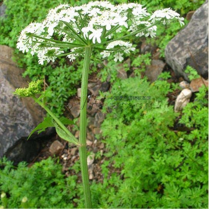  p>独摇草,释名独活.