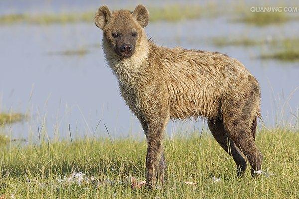  p>斑鬣狗(学名: i>crocuta crocuta /i>):又名斑点鬣狗,体长约95-160