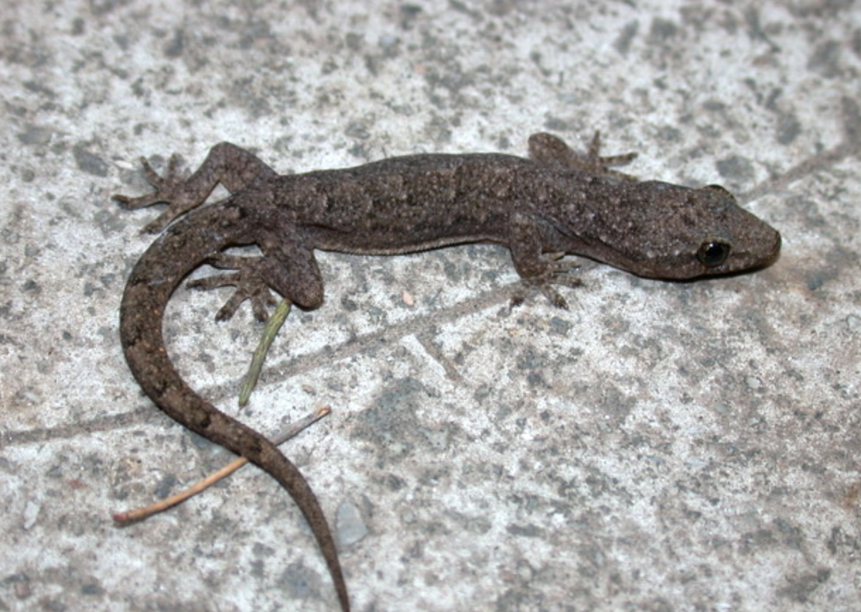 hemidactylus  bowringii