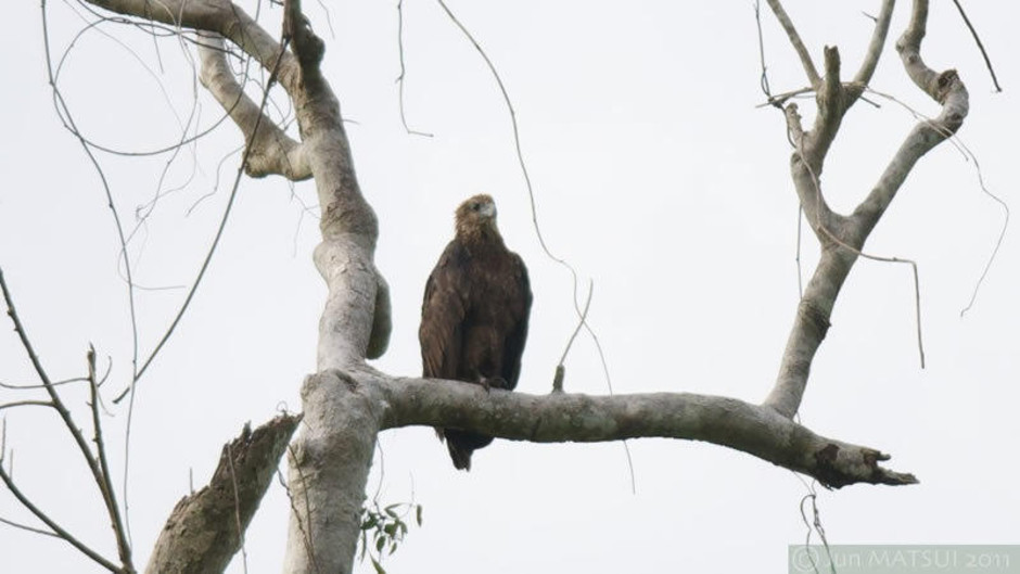所罗门群岛海雕