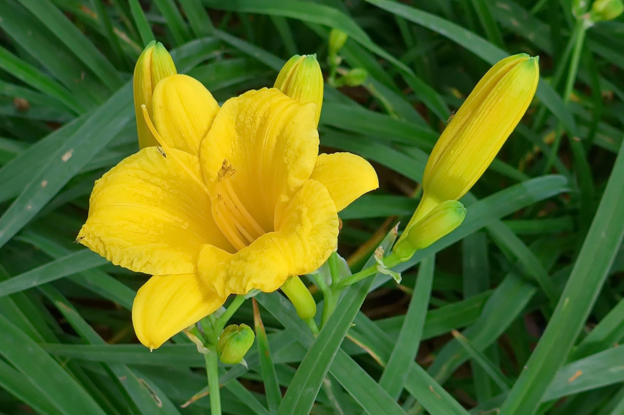hemerocallis fulva golden doll