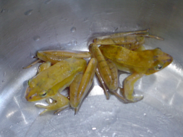  p>"黄拐子"也称黄蛤蟆,在炎陵叫做"黄拐子",学