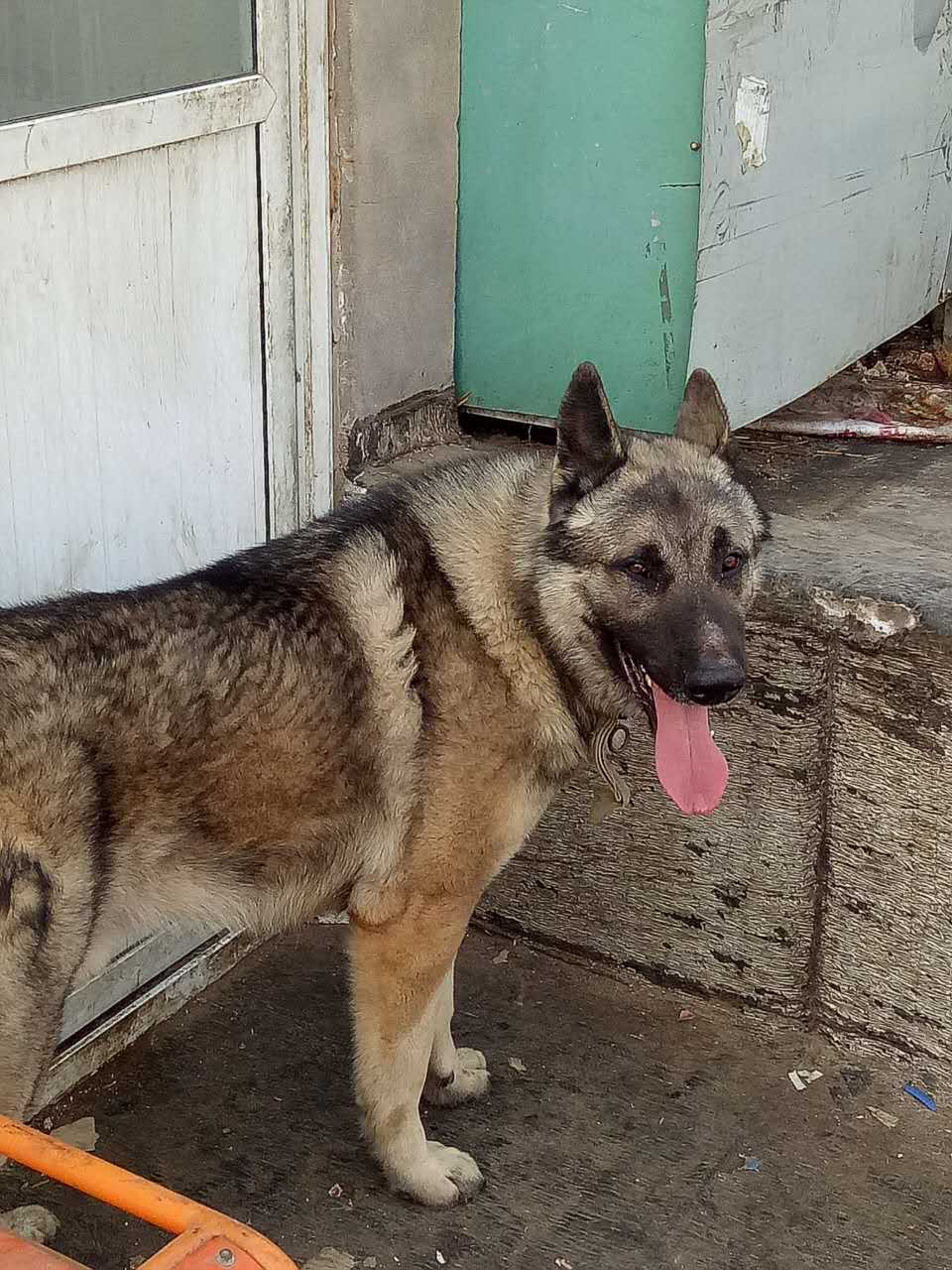  p>狼青犬是一种狼青色的狼犬,在我国分布比较广泛