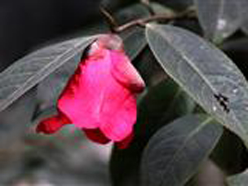 毛蕊红山茶(原变种)