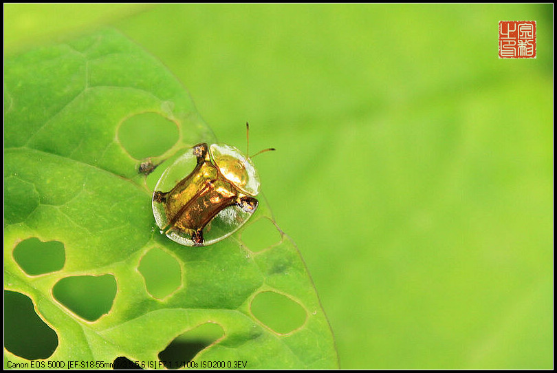  p>铁甲科,在全世界约有7000种,主要分布于 a href="#" data-lemmaid=