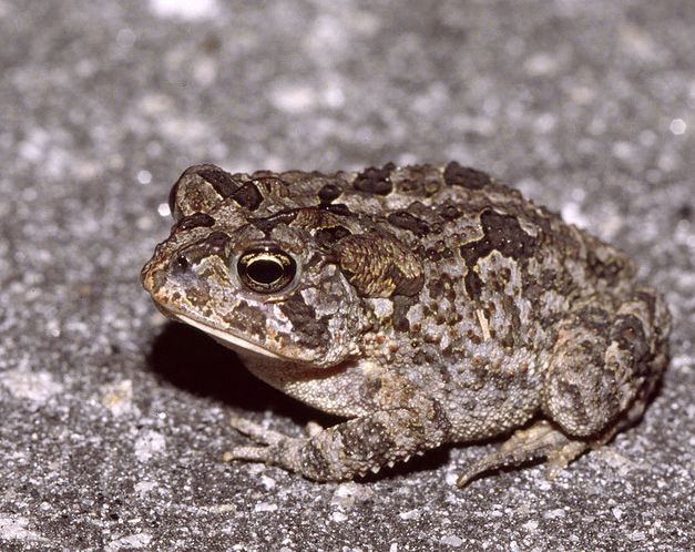  p>美国南部蟾蜍(学名: i>bofo terrestris /i>)体型短粗,背面皮肤上