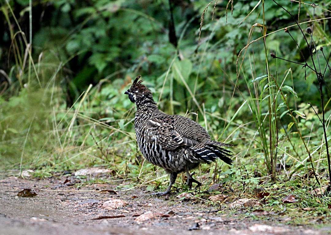  p>斑尾榛鸡(学名: i>bonasa sewerzowi /i>)为中国特有品种,只产于