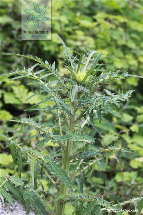 href="#">蓟属 /a>植物,多生于海拔2,440米的地区,在路边草丛中,河谷
