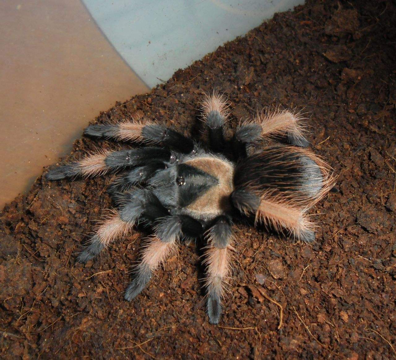  p>墨西哥红脚蜘蛛(拉丁学名:brachypelma emilia)原产于墨西哥的干燥