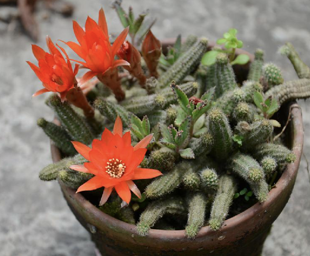 >白檀柱(学名: i>chamaecereus silvestrii /i>)是仙人掌科白檀属植物
