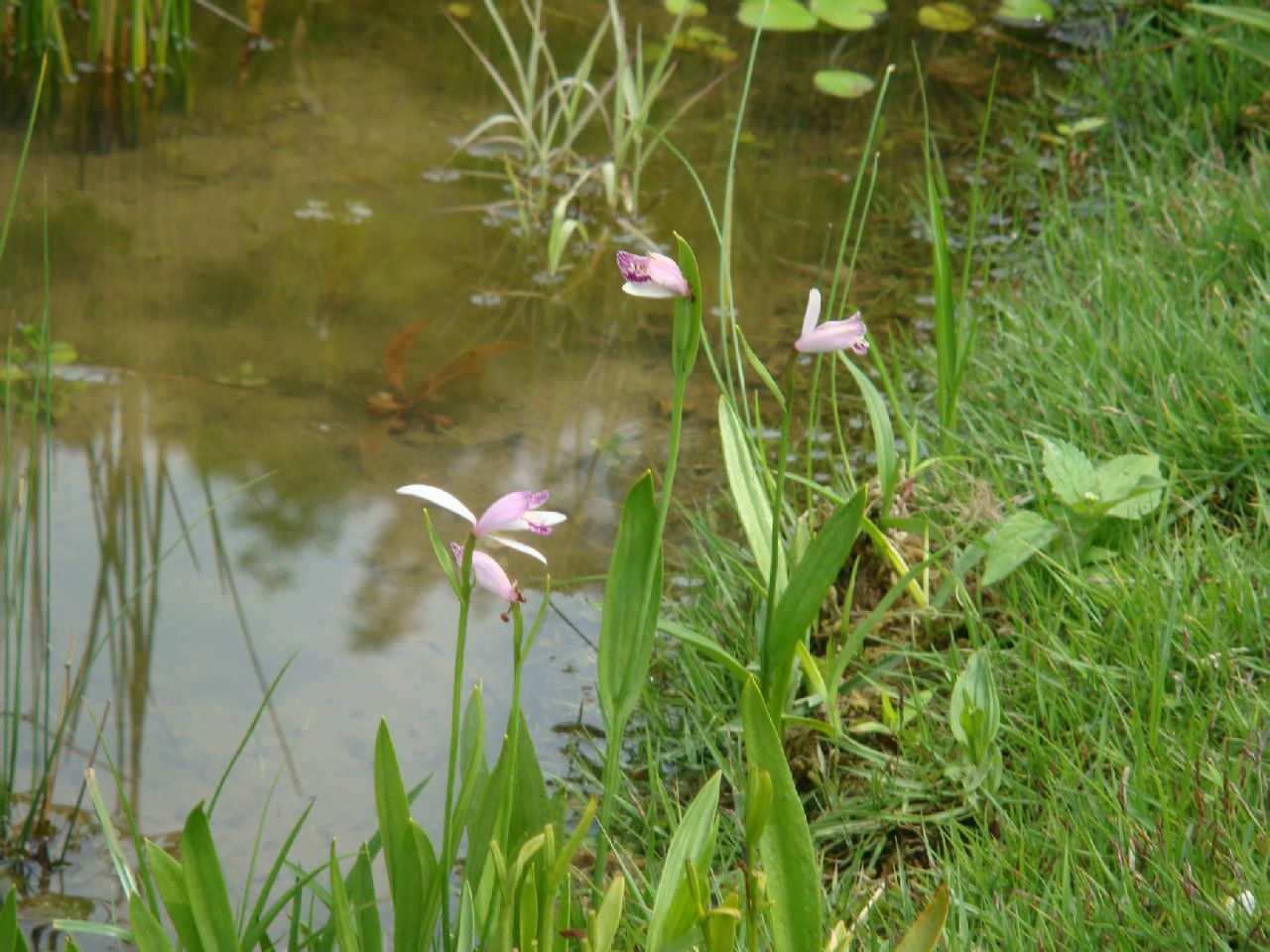  p>朱兰(学名: i>pogonia japonica /i>  rchb. f.