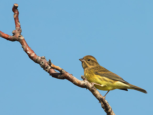  p>栗鹀(学名: i>emberiza rutila /i>):为鹀科鹀属的鸟类,体重15-22