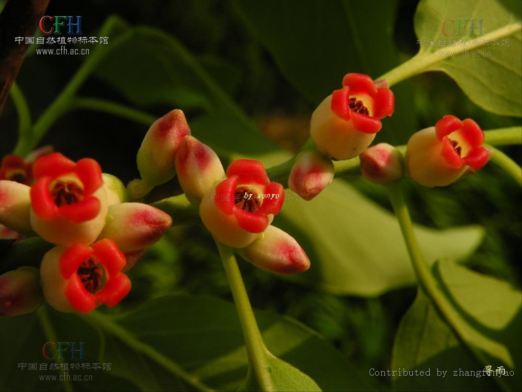 diospyros montana roxb.