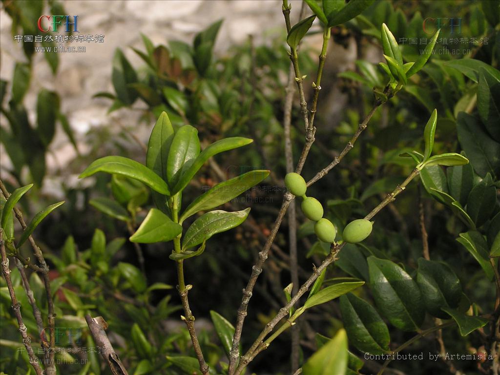  p>狭叶链珠藤( a href="#" data-lemmaid="8074290">学名 /a>:alyxia