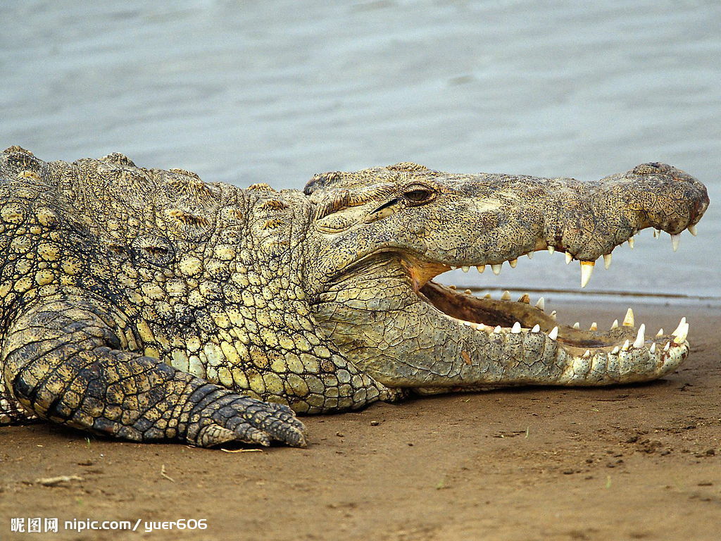 鳄鱼