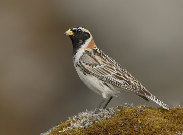  p>【中文名称】铁爪鹀阿拉斯加亚种 /p> p>【中文别名】 a href="#"