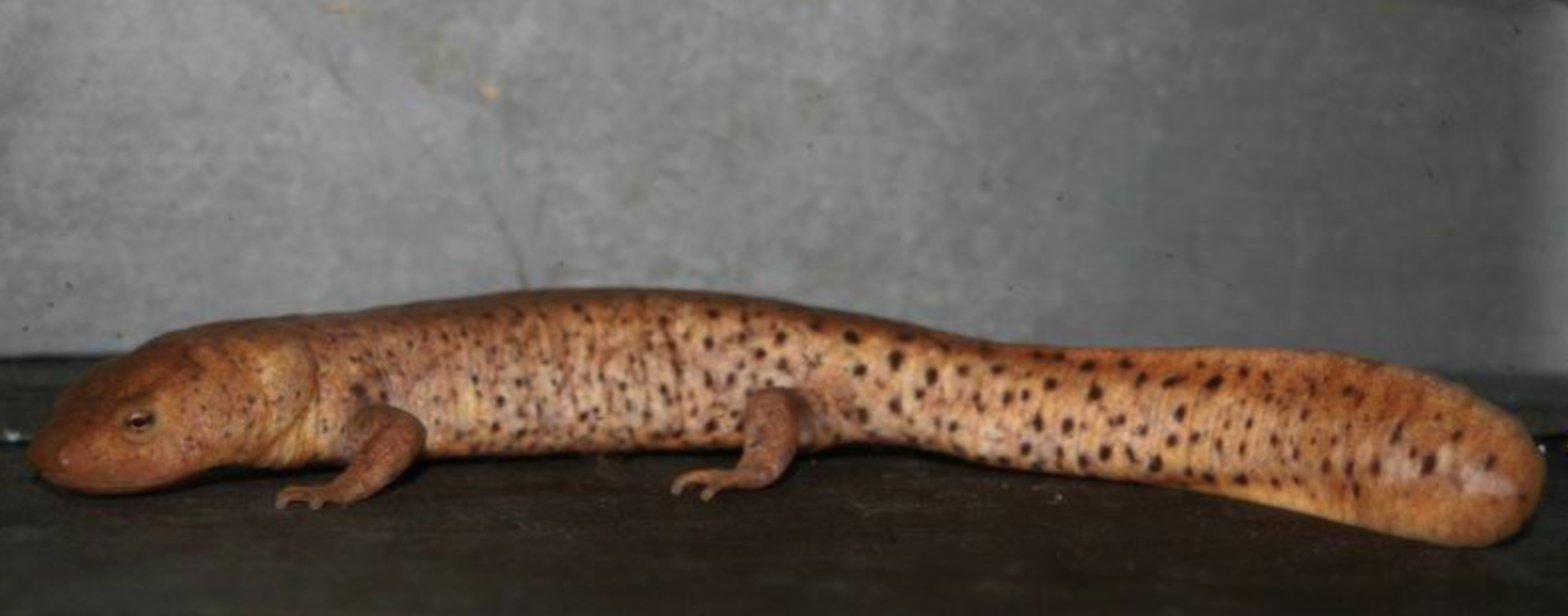  p>黑斑肥螈(学名: i>pachytriton brevipes /i>)是蝾螈科,肥螈属两栖