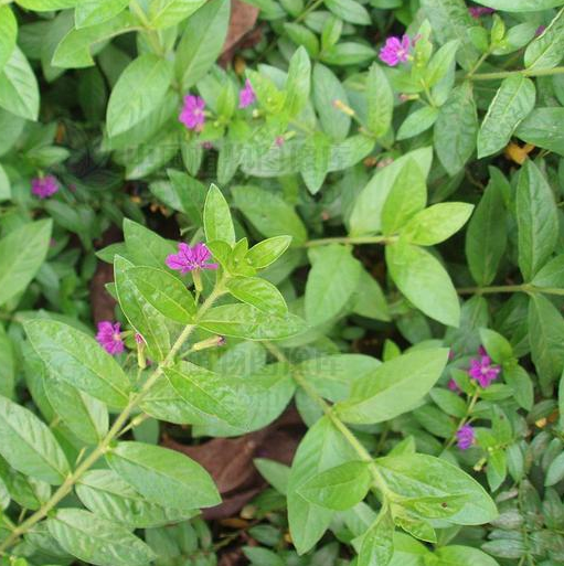 是 千屈菜科,萼距花属草本植物.
