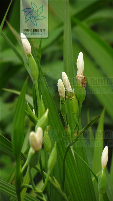  p>红葱属(学名:eieutherine herb.